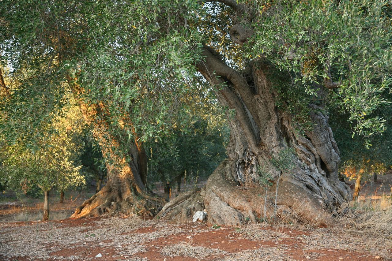 Masseria Montecchie Челье-Мессапика Экстерьер фото