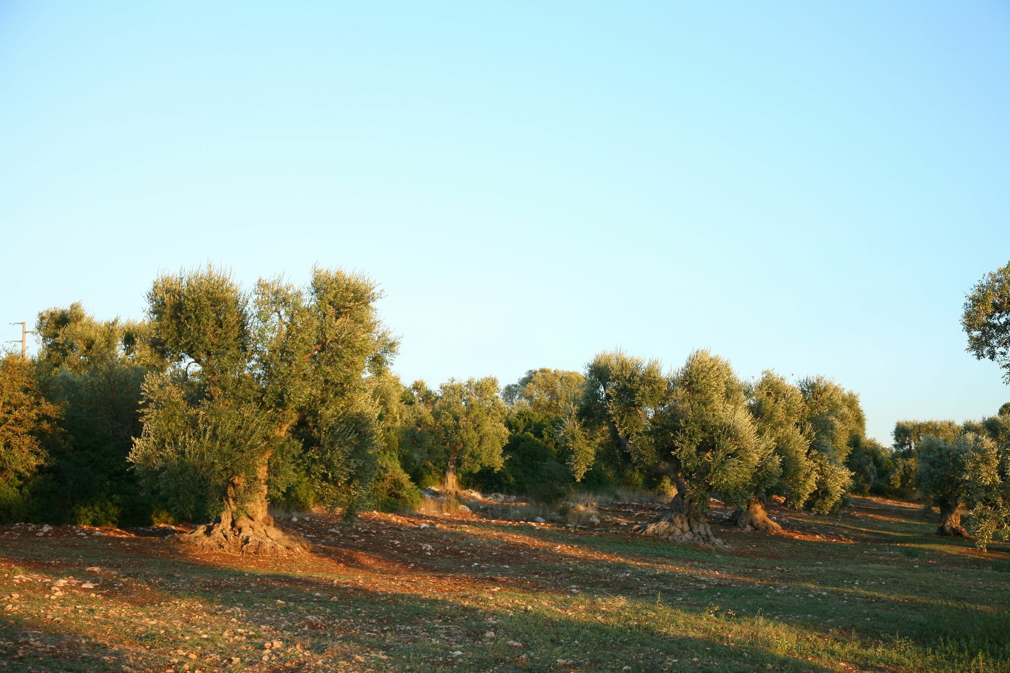 Masseria Montecchie Челье-Мессапика Экстерьер фото